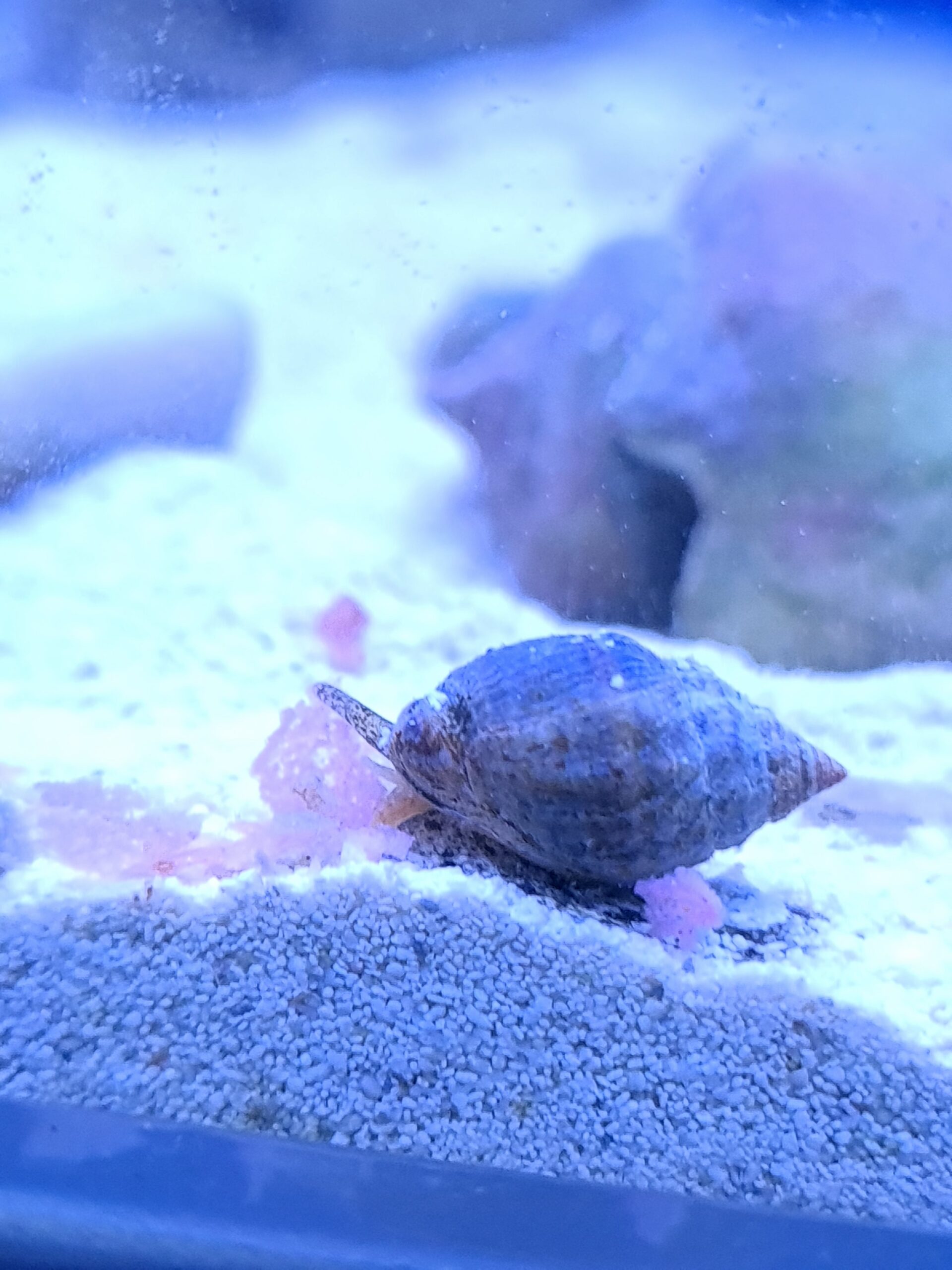 nassarius snail nassarius snail