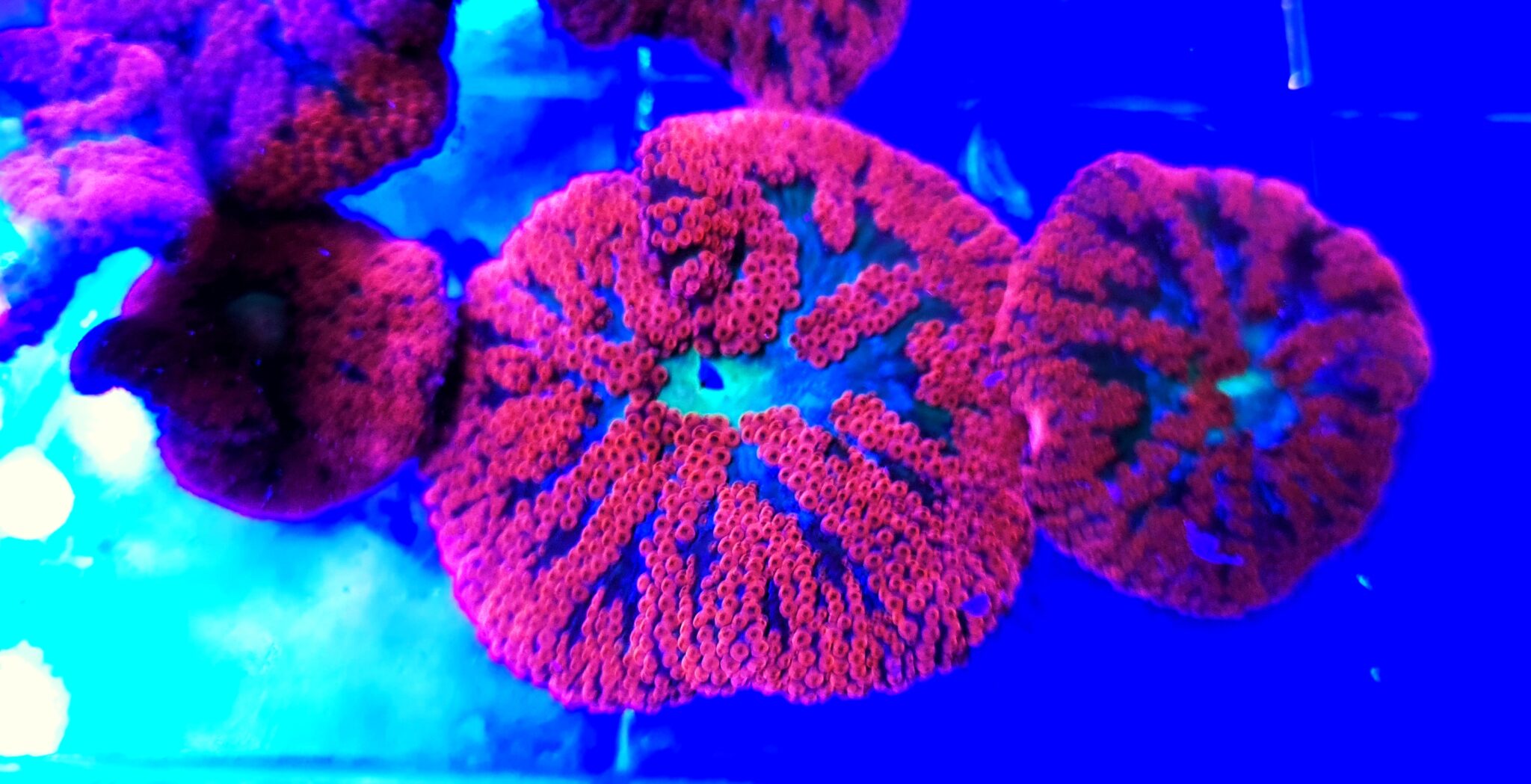 Bali Red Mini Carpet Anemone – BBA Atlantis